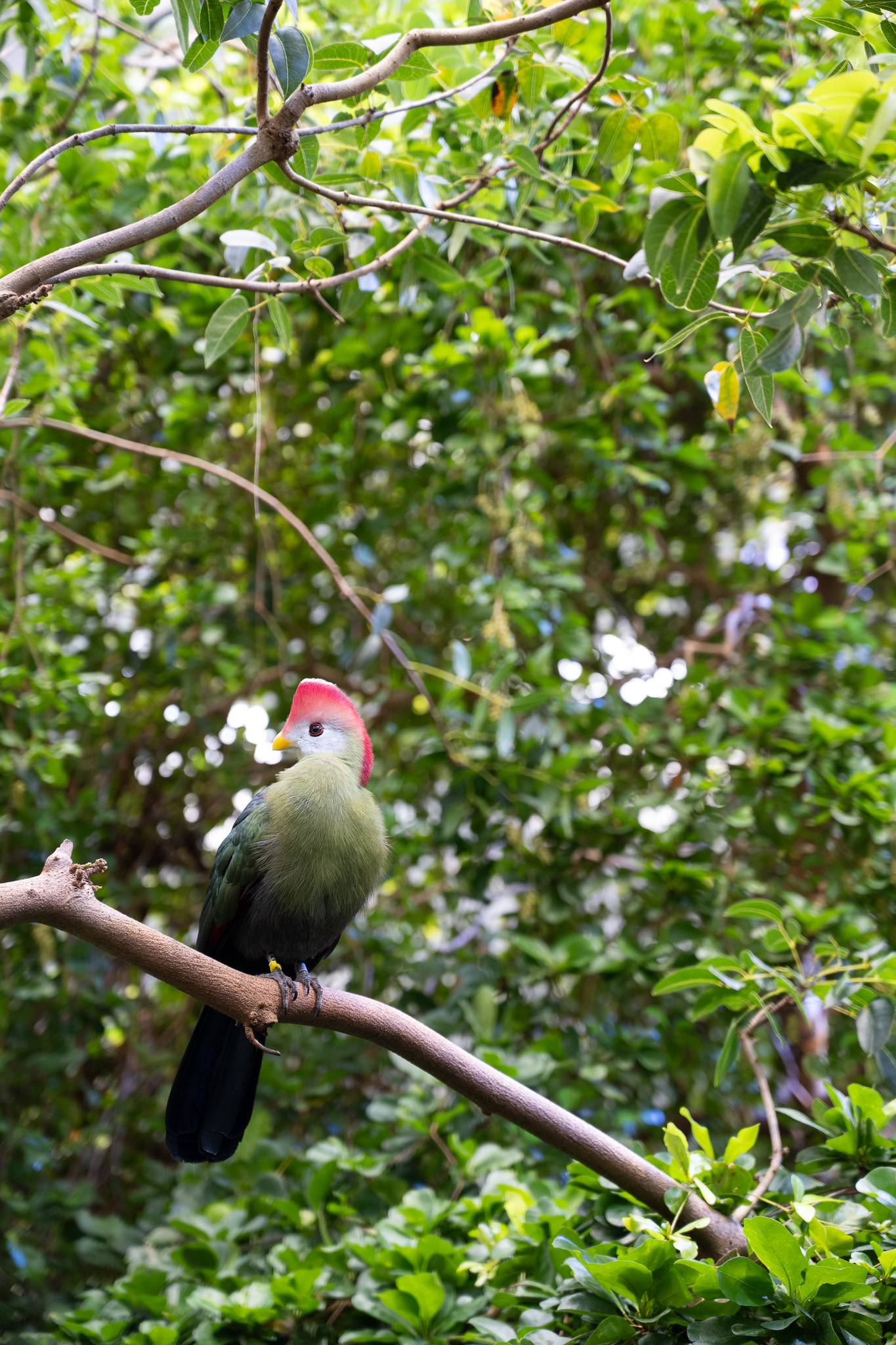 A gorgeous bird in the greenhouse
